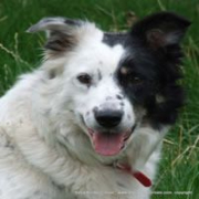 Astra Bute