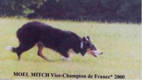 Moel Mitch