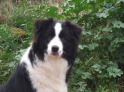Flower of old Hill Gwendoline
