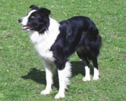 Quincy Vom Turnhof