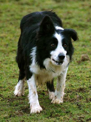 Llangwm Bob