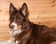 Astra Rikky