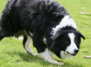 Jaff