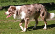 Astra Rust