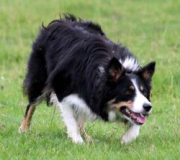 Skye