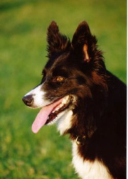 Nell
