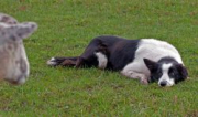 Wenndale Star