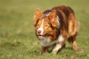 Lucky Devil From Doggone Borders