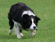 Fairlea Reiver