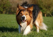Easy From Doggone Borders
