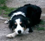 Moel Eira