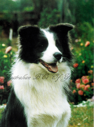 Clan-Abby Silver Kiwi At Beagold