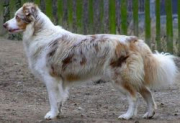 Henriet Czechmate