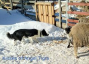 Kisses of Angel Tigra