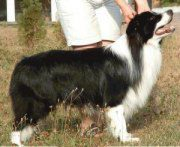 Clan-Abby Nz Carolyn's Dylan