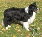 Duncan Bohemia Alke