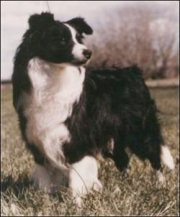 Aberdeenboy Of Clan-Abby