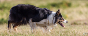 Llangadog Gary