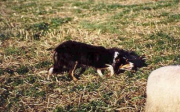 Moel Nap