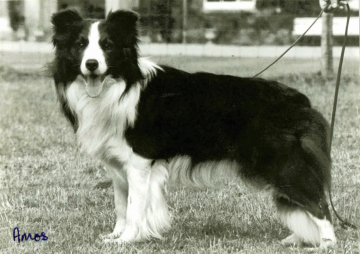 Clan-Abby Blue Aberdoone
