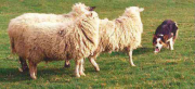 Dolwen Fan
