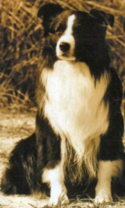 Borderfame Sabre's Star