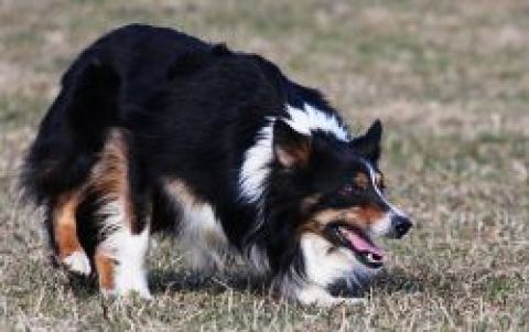 Shep