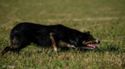 Vallhunden Tom