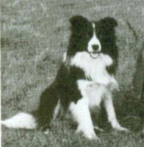 Garry II