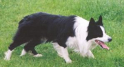 Tod